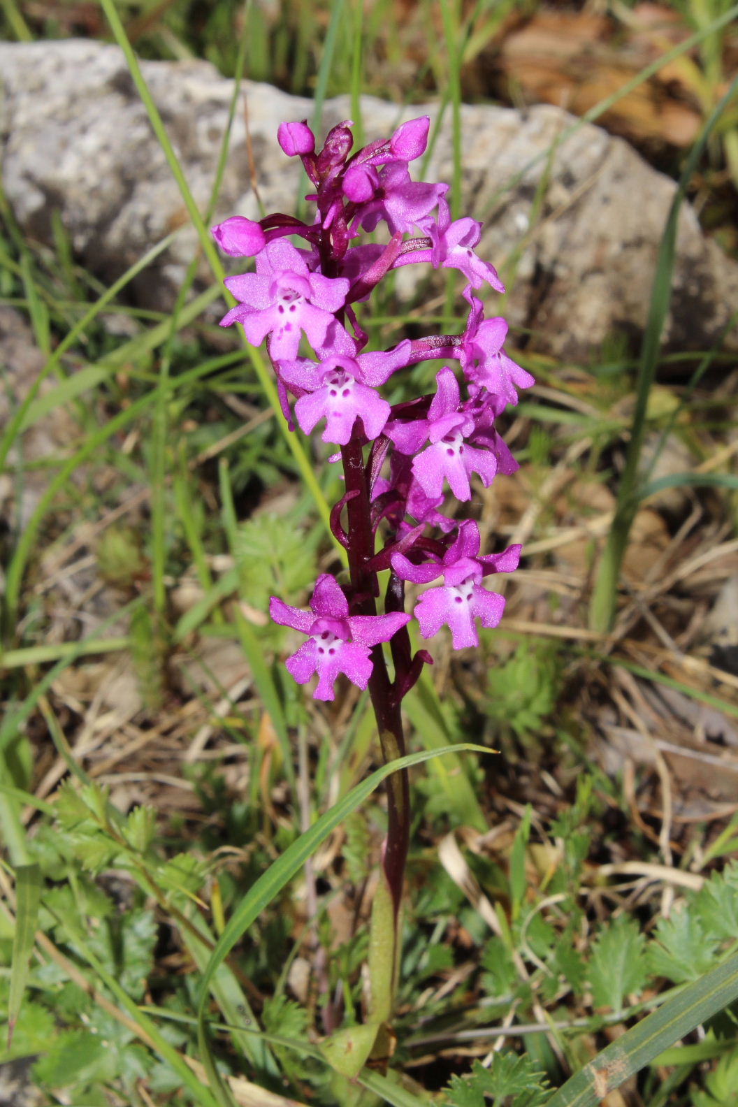 Orchidee dal promontorio del Gargano